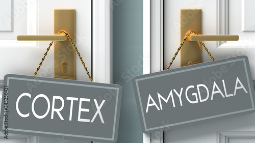 amygdala or cortex as a choice in life - pictured as words cortex, amygdala on doors to show that cortex and amygdala are different options to choose from, 3d illustration photo