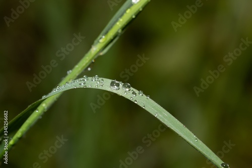 Drops of water on a blade of grass after rain
