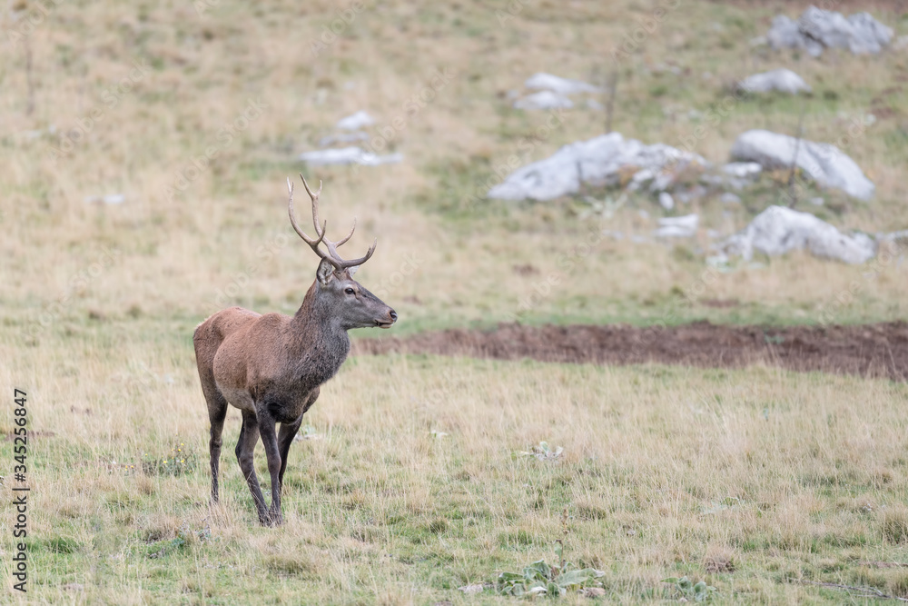 Fototapeta premium Red deer in the wild (Cervus elaphus)
