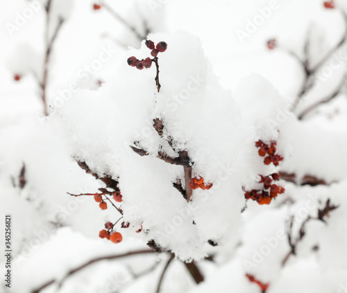 Red rowan fruit in the snow photo