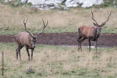 Face to face with two deer in the wild  Cervus elaphus 