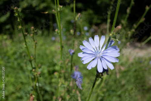 A blue flower of common chicory. 