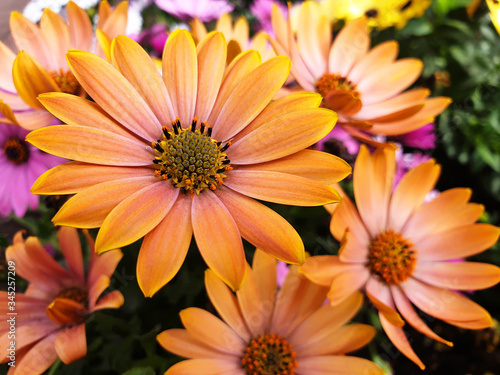 Colorful osteospermum or dimorphotheca flowers in the flowerbed.