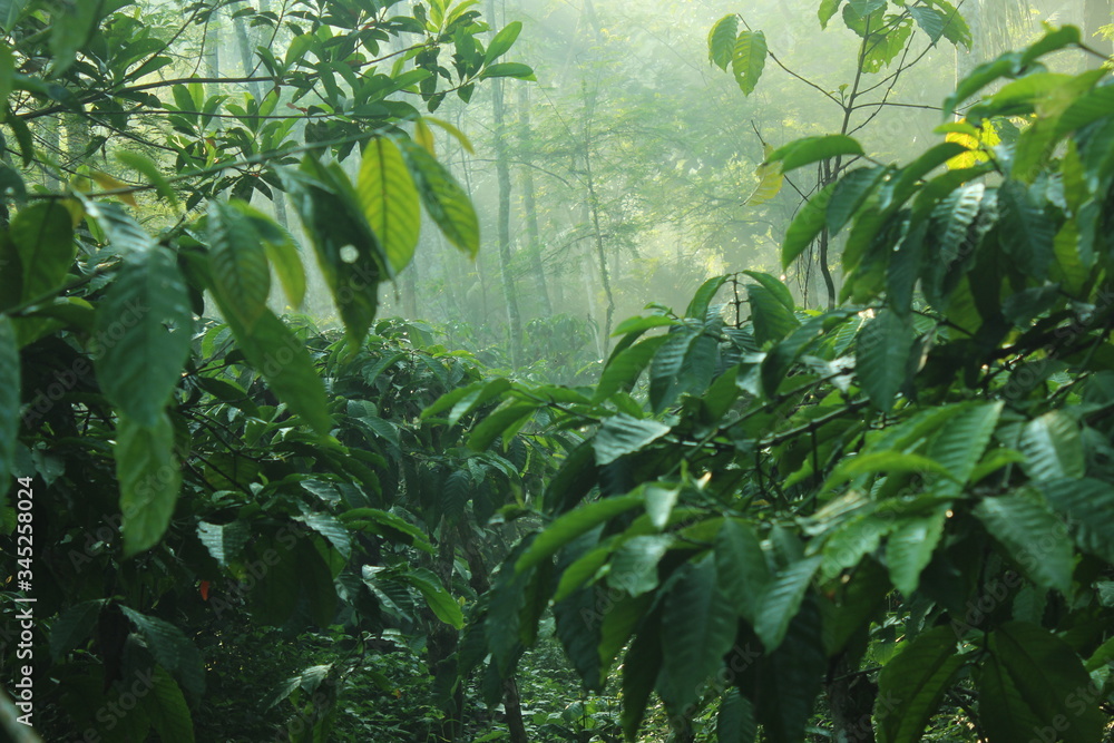 Robusta coffee plant with dense leaves in a dark garden. photos contains motion blur, noise, film grain and artifacts. Robusta coffee plant with dense leaves in a dark garden. photos contains motion blur, noise, film grain and artifacts.