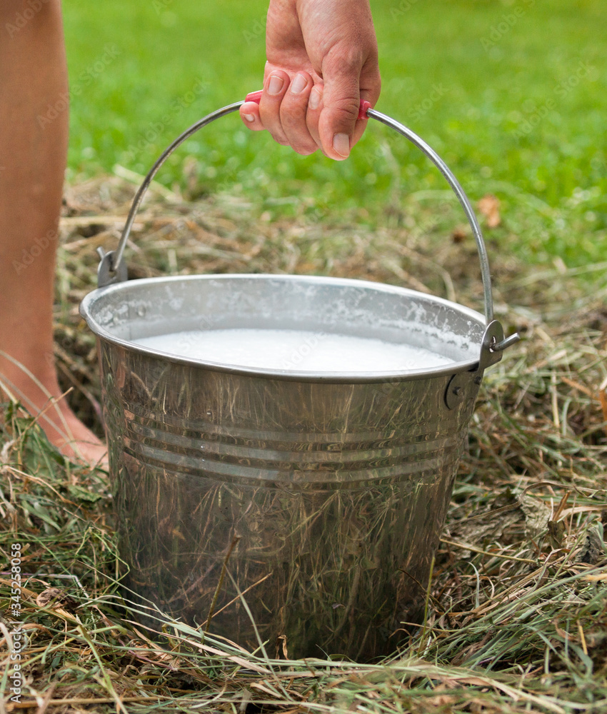 Milkmaid's hand holding bucket with milk Milkmaid's hand holding bucket with milk
