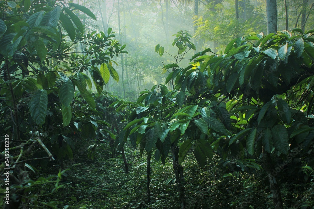 Naklejka premium Robusta coffee plant with dense leaves in a dark garden. photos contains motion blur, noise, film grain and artifacts.