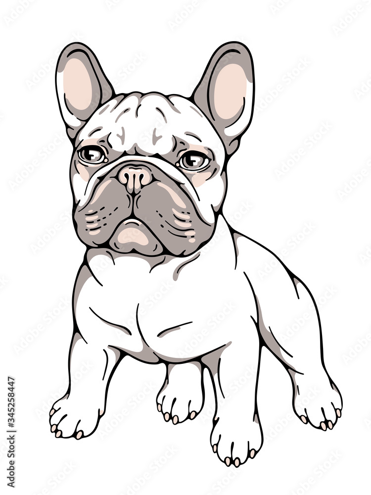 Cute french bulldog. Vector illustration Stock Vector | Adobe Stock