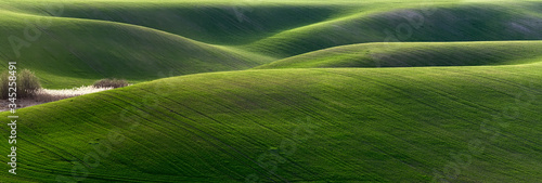 agriculture. fields of green wheat. green hills. © Oleksandr