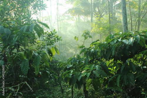 Organic Robusta coffee plantation in the morning in Central Java, Indonesia