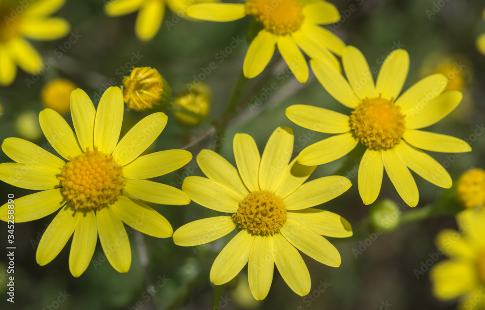 Beautiful yellow wildflower closeup, background for wallpaper and calendar Beautiful yellow wildflower closeup, background for wallpaper and calendar
