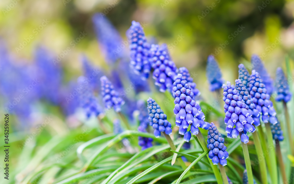 Blue buds flowers Muscari armeniacum or Grape Hyacinth Blue buds flowers Muscari armeniacum or Grape Hyacinth