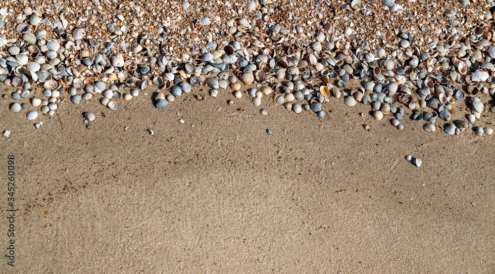 beautiful background of shells close-up, can be used for both background and calendar beautiful background of shells close-up, can be used for both background and calendar