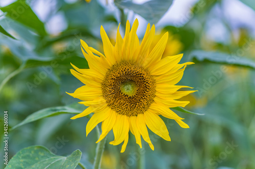 Sunflowers ready to harvest photo