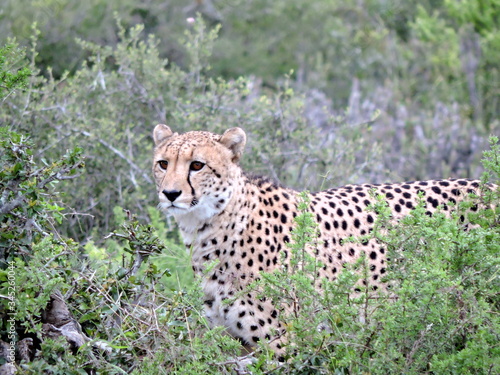 cheetah in the grass