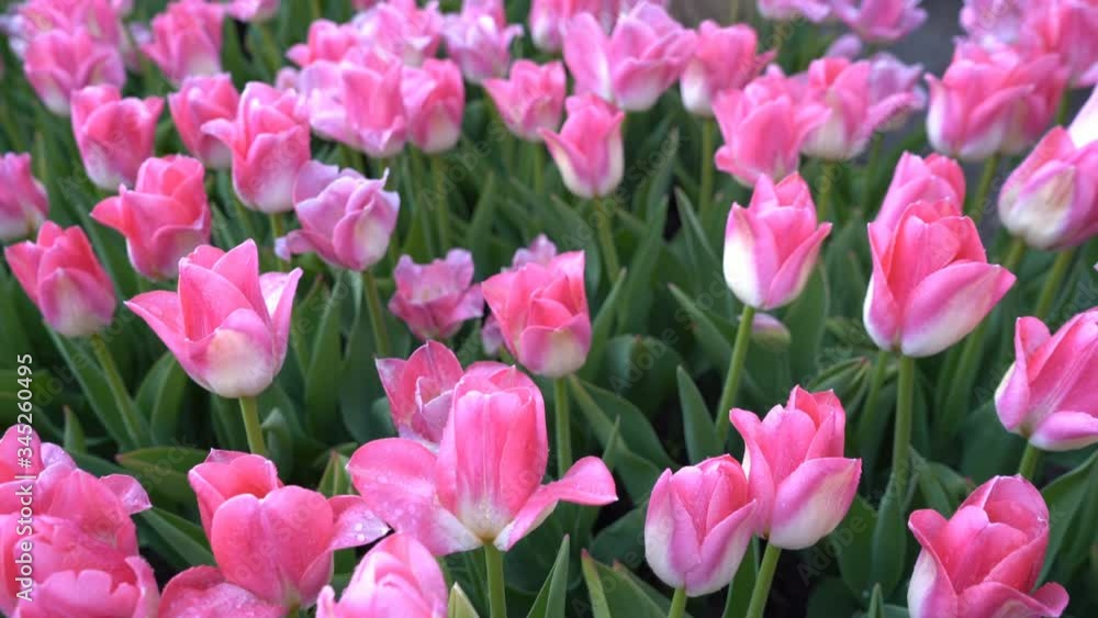 Amazingly beautiful pink tulips with water drops on the petals Amazingly beautiful pink tulips with water drops on the petals