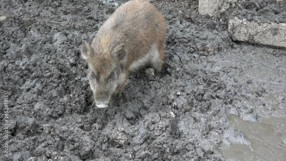 Wild boar baby searching for food in the mud
Wild boar baby searching for food in the mud