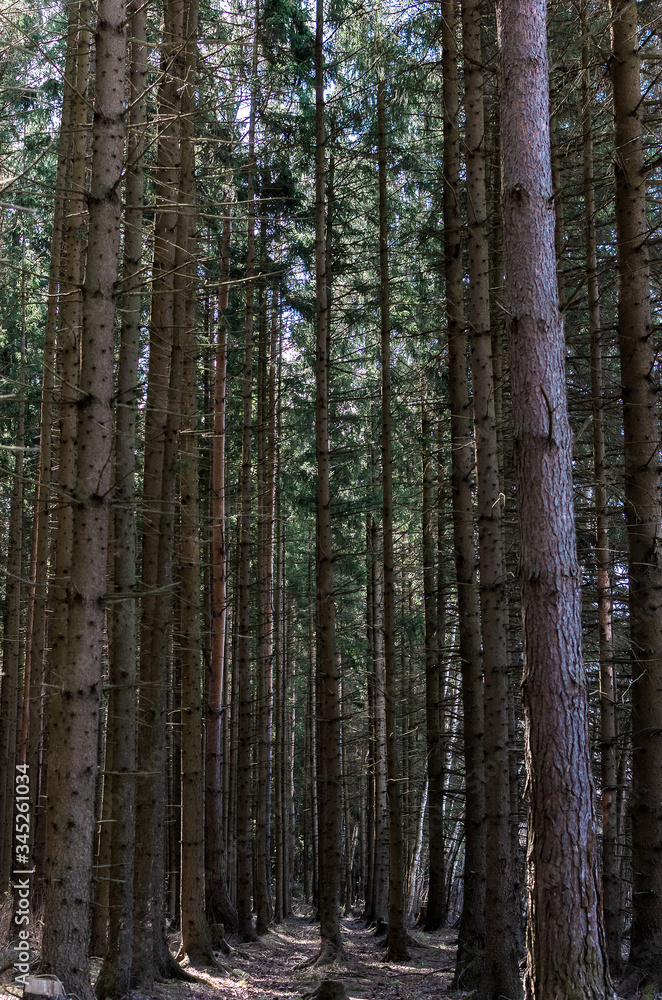 daylight in the forest