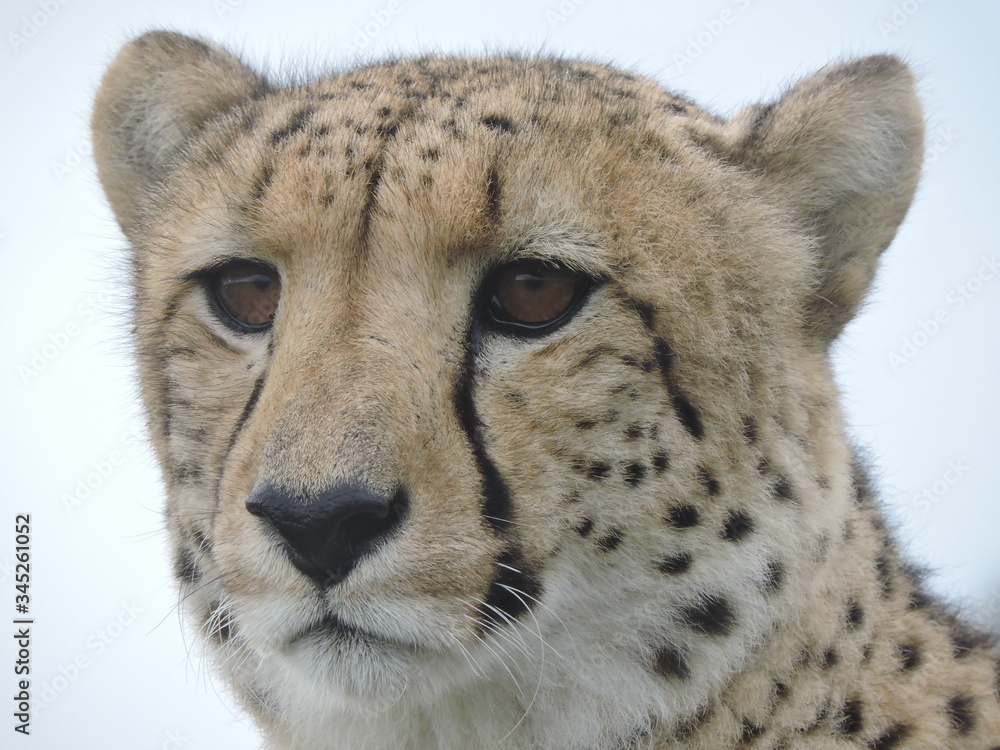 Cheetah face close up