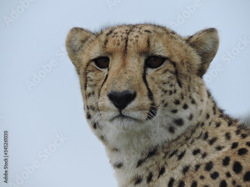 Cheetah face close up