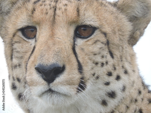 Cheetah face close up