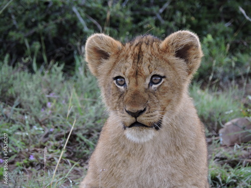 Lion cub Face close up