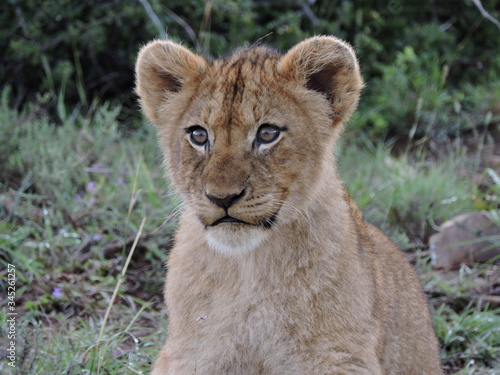 Lion cub Face close up