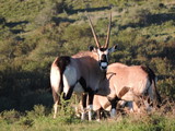 Oryx or Gemsbok looking over it's Shoulder