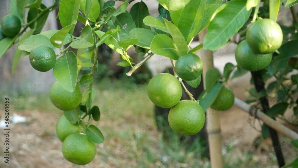 Lime fruit wait for harvested Lime fruit wait for harvested