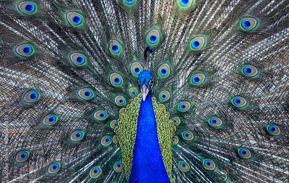 Obraz premium Peacock 