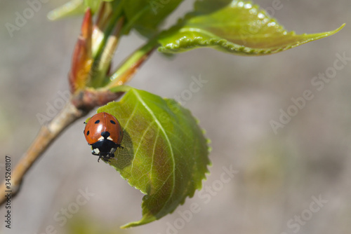 ladybug sitting on a young leaf, can be used for background © chebonenko