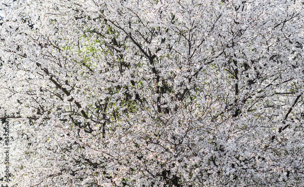 Cherry blossoms in spring. Beautiful white flowers Cherry blossoms in spring. Beautiful white flowers