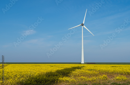 Modern wind turbine producing clean, sustainable energy in a filed of rapeseed. © sanderstock