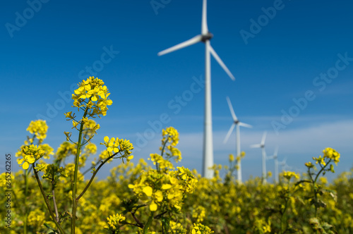 Rapeseed and modern wind turbines producing clean, sustainable energy. © sanderstock
