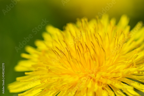 A close-up of a dandelion flower. 