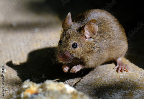 The house mouse is a small mammal of the order Rodentia, characteristically having a pointed snout, large rounded ears, and a long and hairy tail.