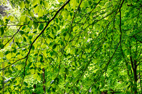 Grünes Blätterdach