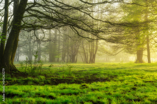 Fototapeta Naklejka Na Ścianę i Meble -  Beautiful foggy morning in the forest
