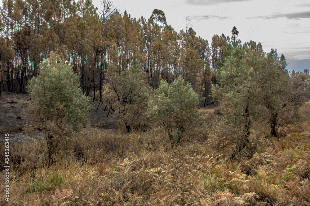 Incendio Pedrogão Grande 17 Junho 2017 Incendio Pedrogão Grande 17 Junho 2017
