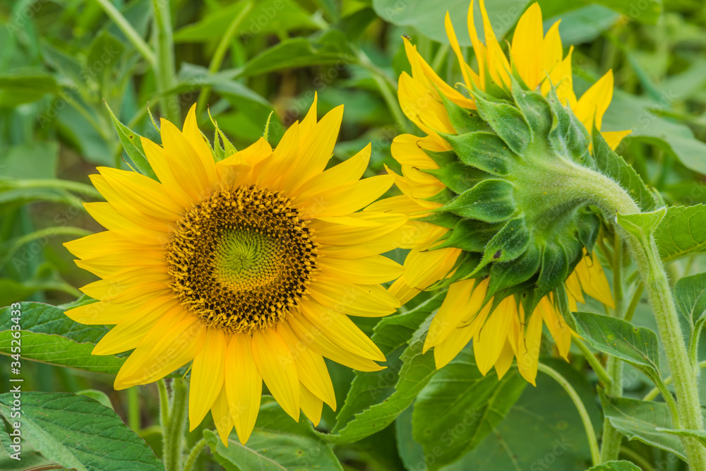 Obraz premium Sunflowers ready to harvest