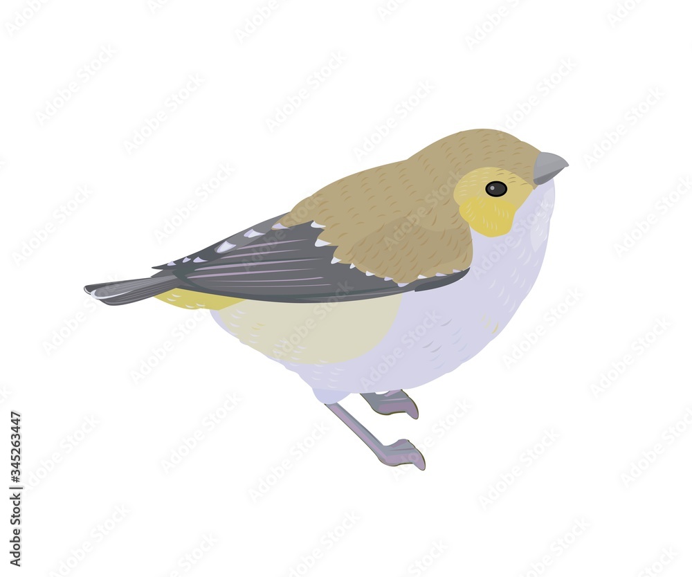 ミドリホウセキドリ ミドリホウセキドリ