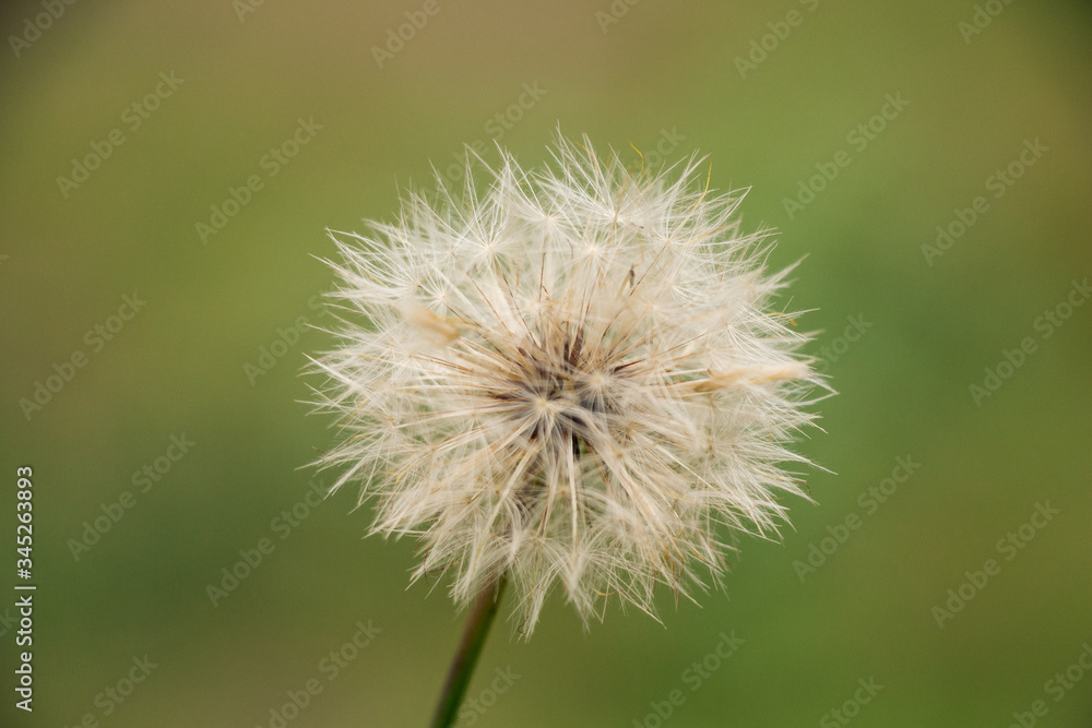 Dandelion