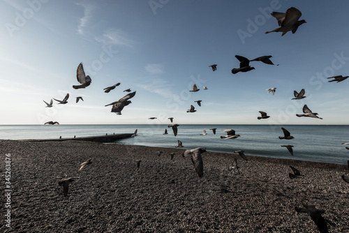Canvas Print birds fly by the sea in a flock