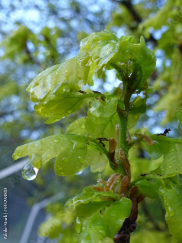Raindrops on the green spring leaves