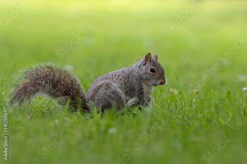 Esquilo-cinzento, Grey squirrel (Sciurus carolinensis) Royal Florest of Dean, UK - 2018.06.22