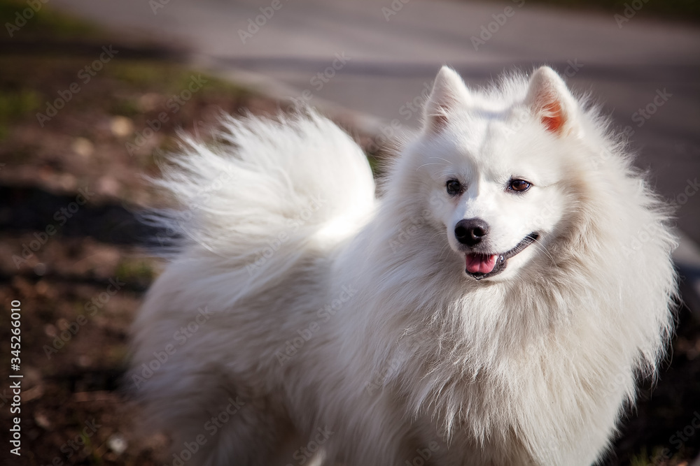 White Japanese Pomeranian walks outdoors