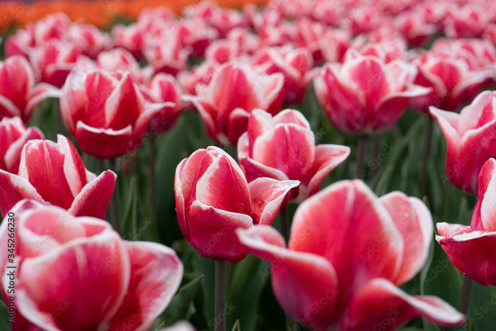 Growing tulips, a field of beautiful pink tulips Growing tulips, a field of beautiful pink tulips