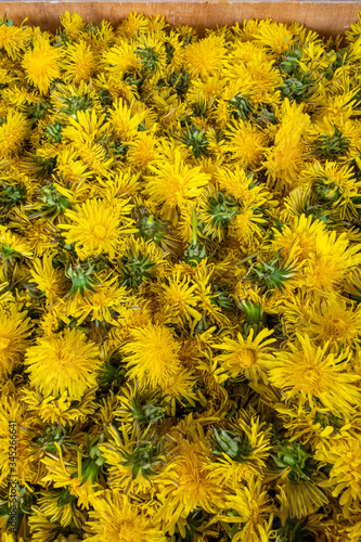 Yellow flowers of common dandelion picked and prepared for processing - drying or boiling for syrup (a general view  vertical shot) © Pawel Sidlo