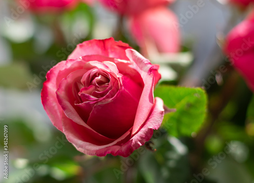 Pink rose on a background of blurred green leaves. Symbol of love and beauty.