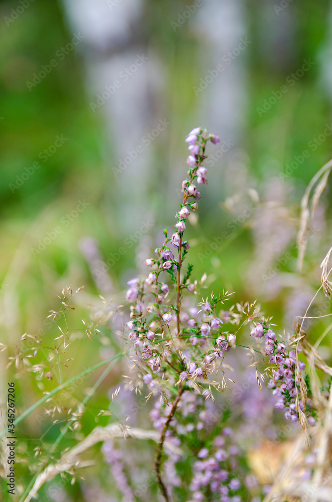 Fototapeta premium purple flowers in the field