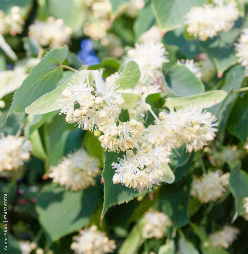 Lime tree (linden) blossom. Lime tree (linden) blossom.